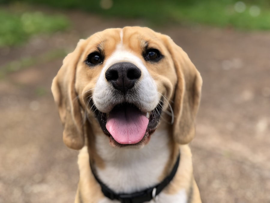 Pet-friendly stay