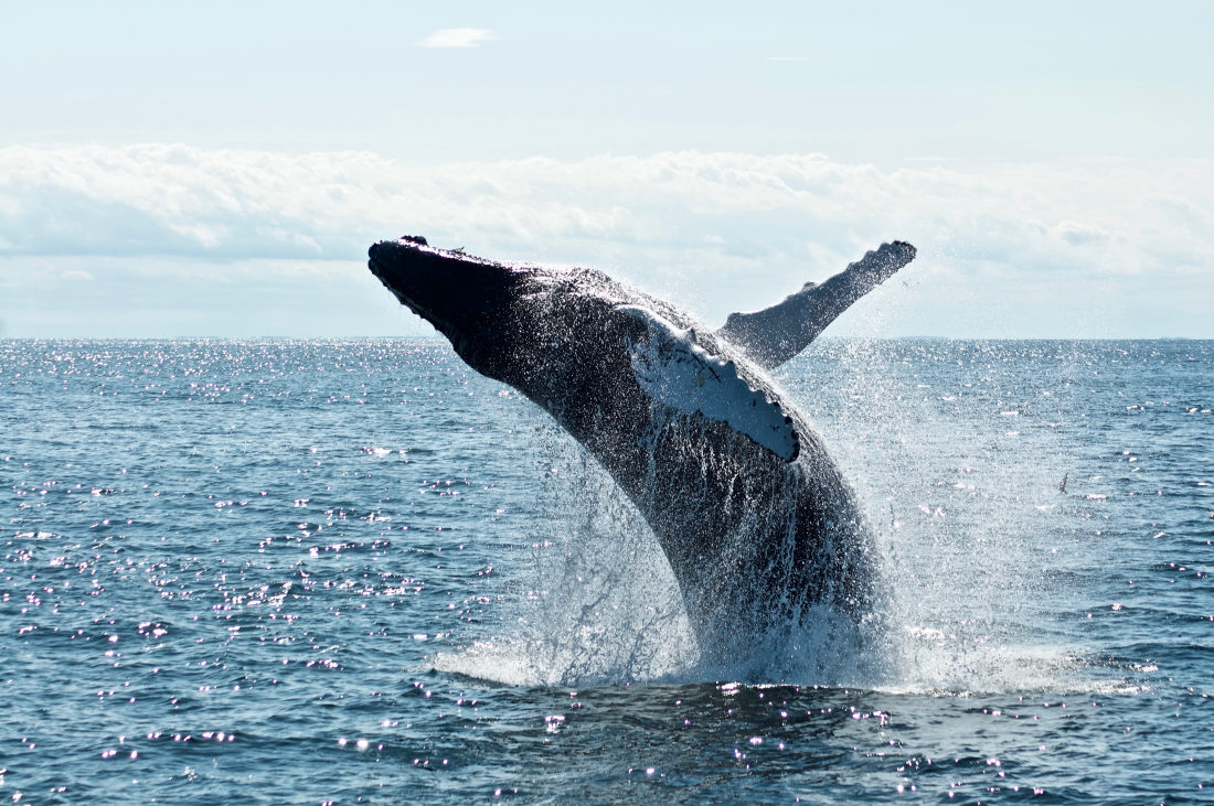 Whale Watching & Wildlife